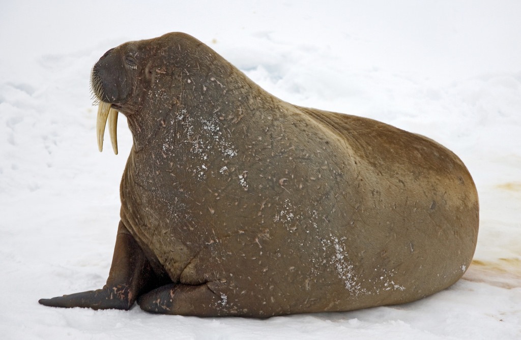 A walrus on the ice in the Arctic Ocean north of western Russia