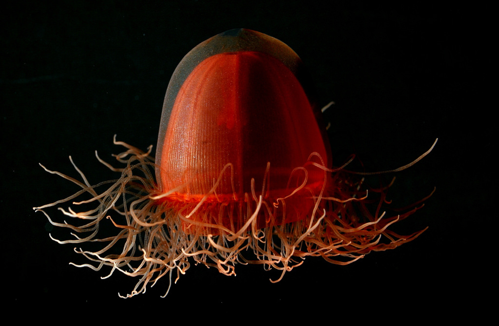 Crossota sp., a deep red medusa