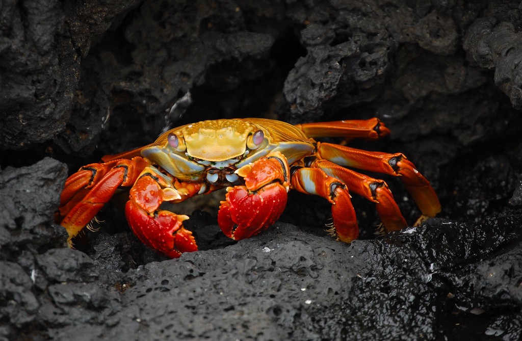 Sally Lightfoot crab on a rock ledge. Galapagos Islands.