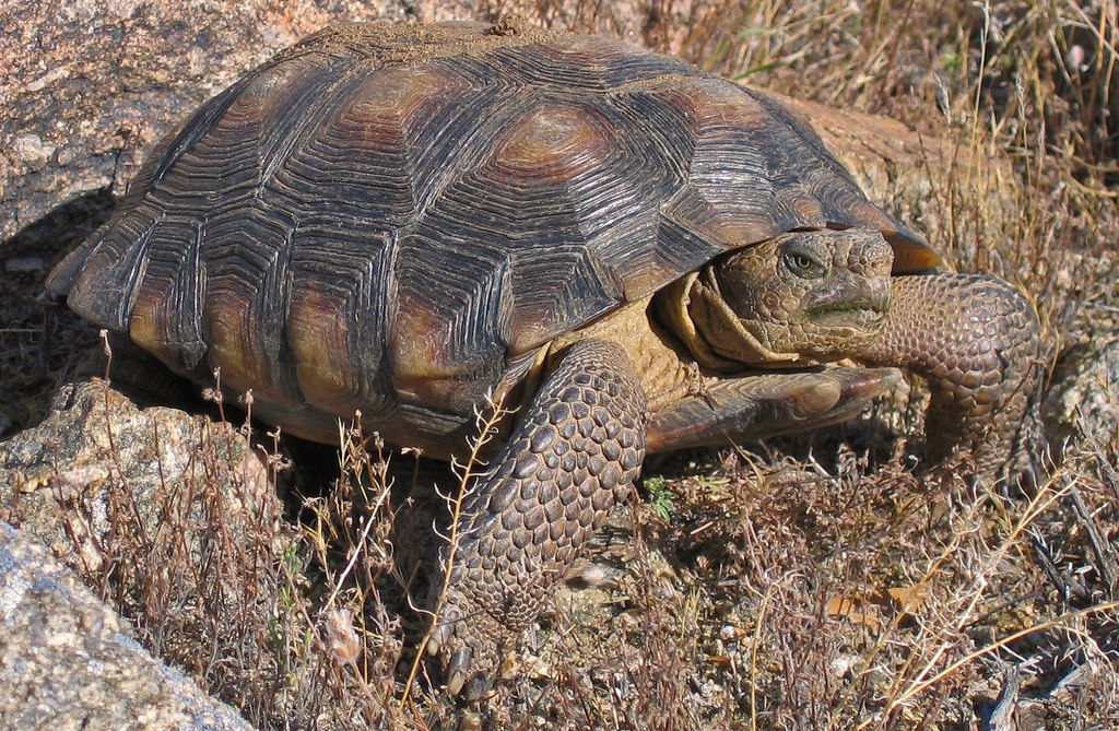 A full grown Sonoran Desert Tortoise.