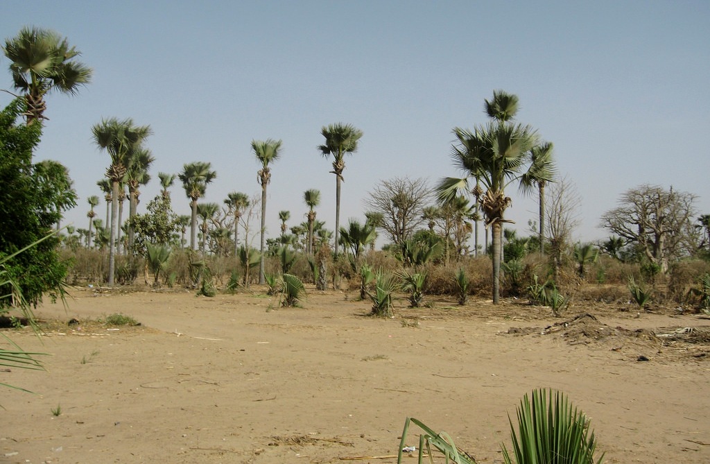 Palm Tree desert landscape.