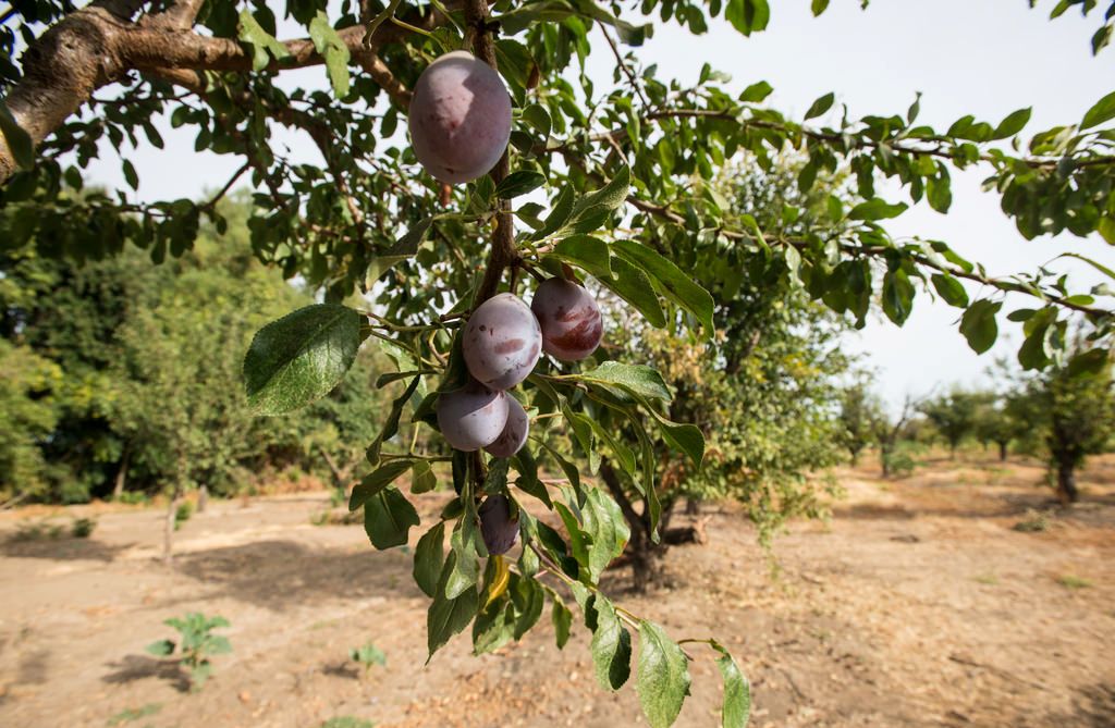 Plum tree orchard