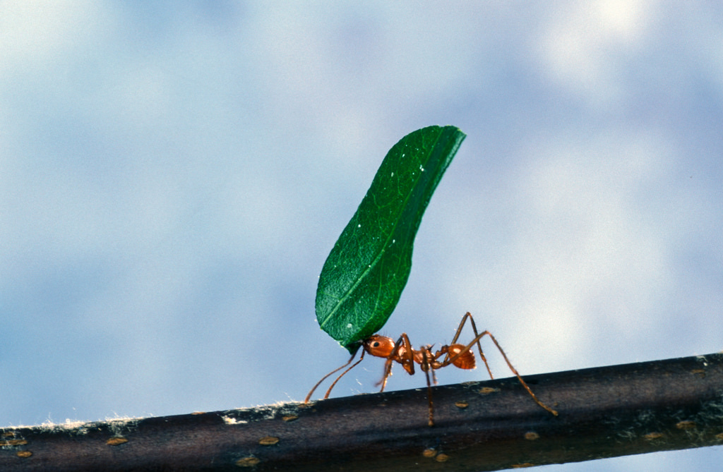 leaf-cutting working ant