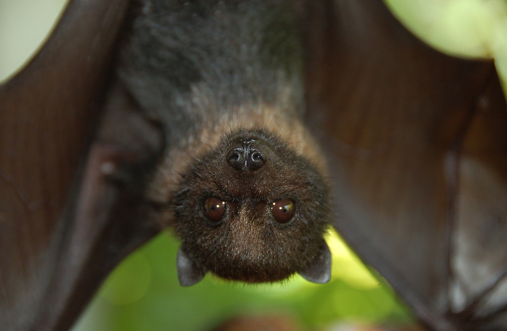 juvenile Mariana fruit bat