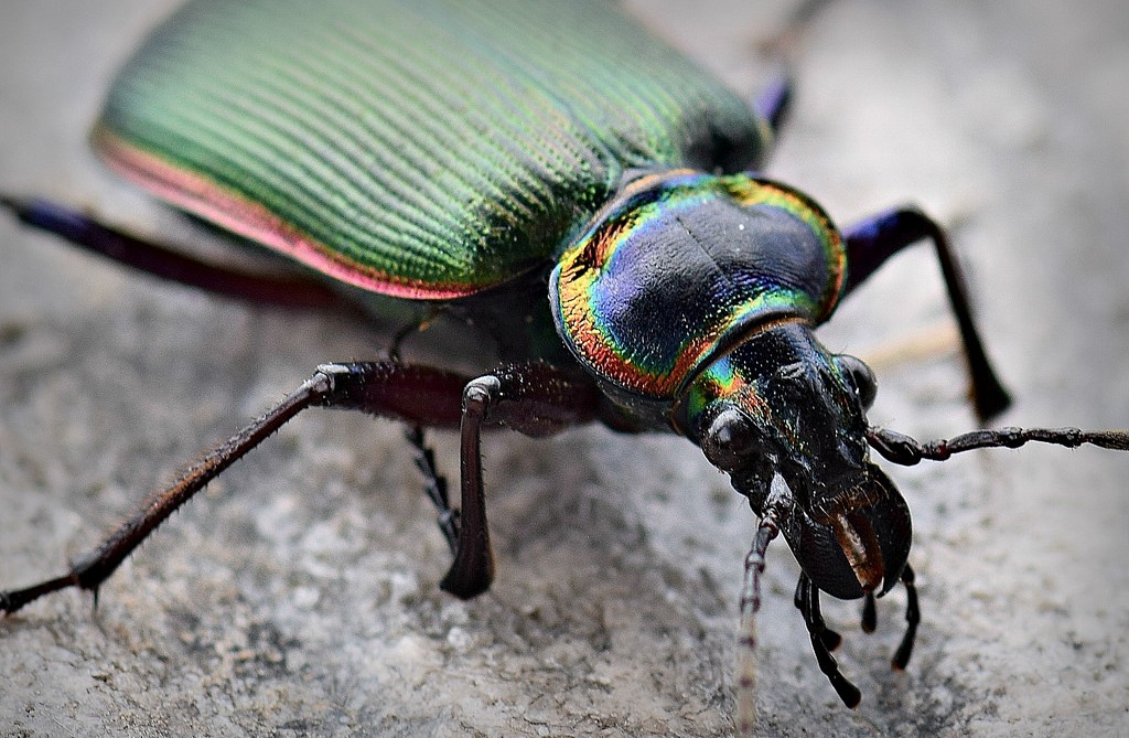 searcher beetle