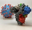 Novel Coronavirus SARS-CoV-2 Spike Protein | NIH Image Gallery on flickr.com