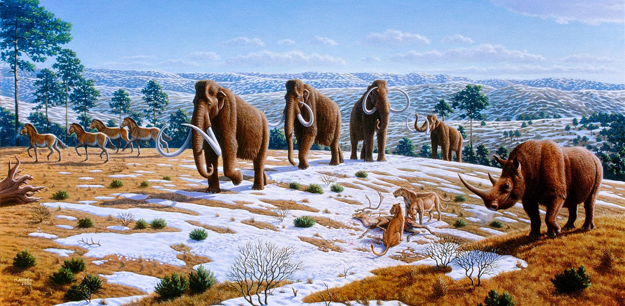 Woolly mammoths were driven to extinction by climate change and human impacts. (Credit: Mauricio Anton) | Sedwick C (2008) What Killed the Woolly Mammoth? PLoS Biol 6(4): e99. https://doi.org/10.1371/journal.pbio.0060099