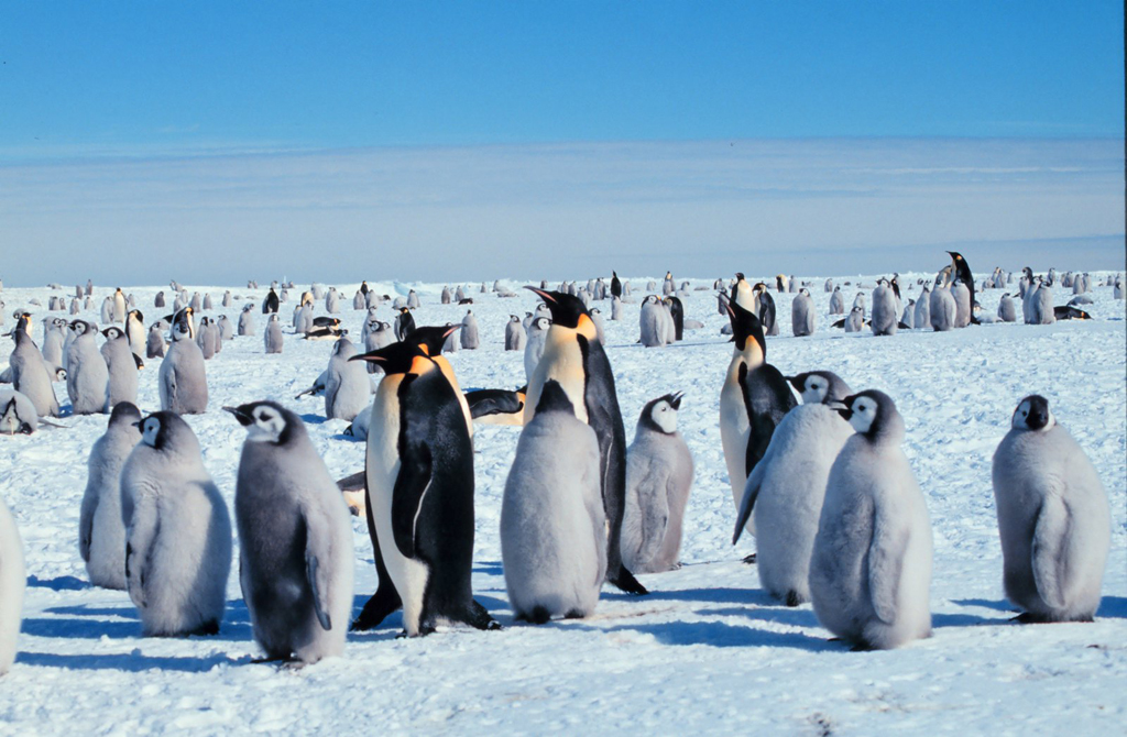 Emperor Penguins (Antarctica) | courtesy of Bureau of Global Public Affairs (GPA) of the United States Department of State Photo Archive at flickr.com | Photographer: Giuseppe Zibordi | Credit: Michael Van Woert, NOAA NESDIS, ORA via Flickr