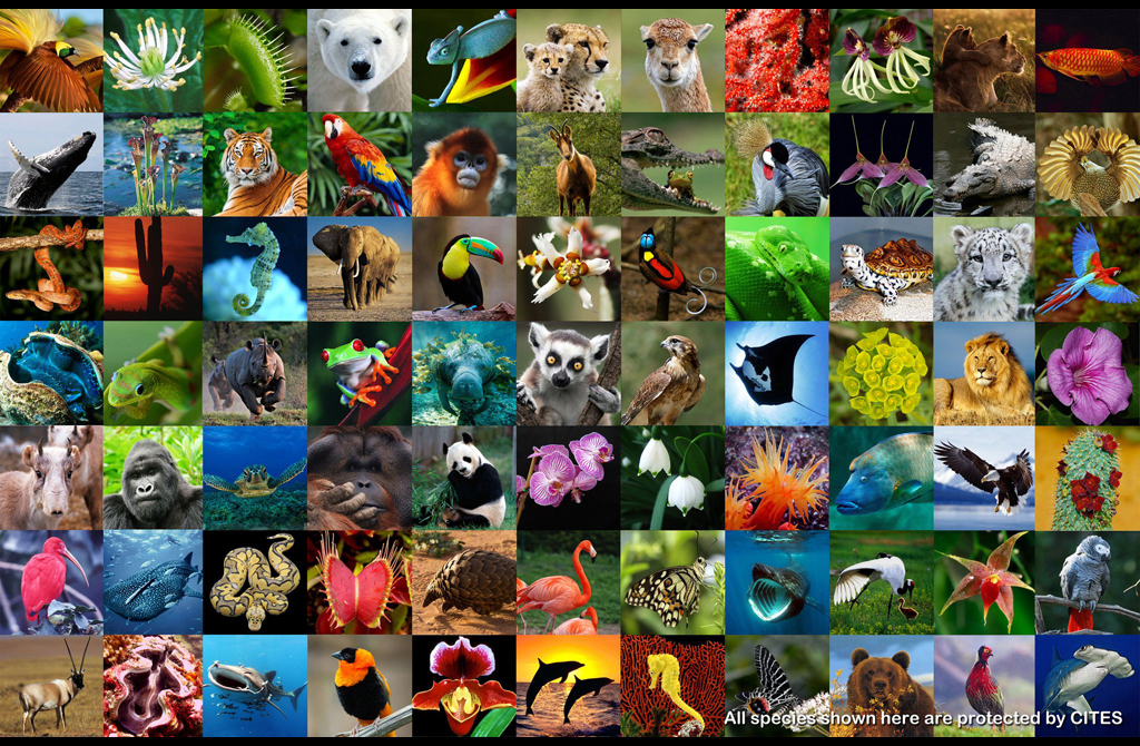 CITES (Convention on International Trade in Endangered Species of Wild Fauna and Flora) is an international agreement, signed by 184 parties, designed to ensure that international trade in animals and plants does not threaten their survival in the wild. The treaty was drafted in Washington, D.C. in 1973 and entered into force in 1975 | Credit: CITES