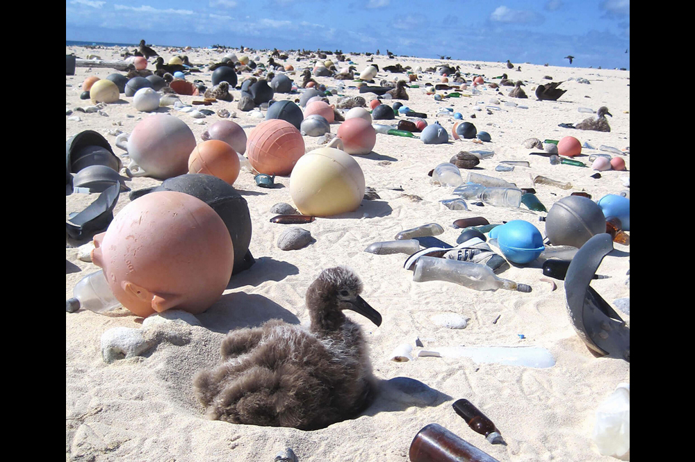 An albatross chick sits along a white sand beach at the Midway Atoll Wildlife Refuge amid plastic that covers the area even though it is not inhabited by humans. It is evidence of a global plastic problem. A new chemical conversion process developed by Purdue University researchers could transform the world’s polyolefin waste, a form of plastic, into useful products, such as clean fuels and other items. (NOAA photo) [Credit: NOAA]