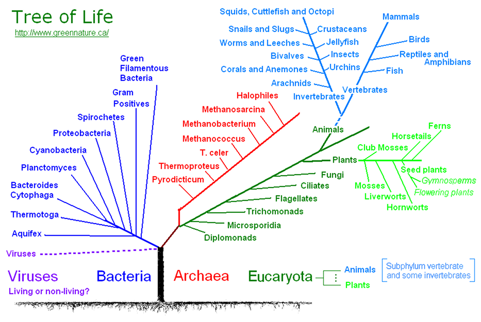 Tree of Life | Green Nature | greennature.ca