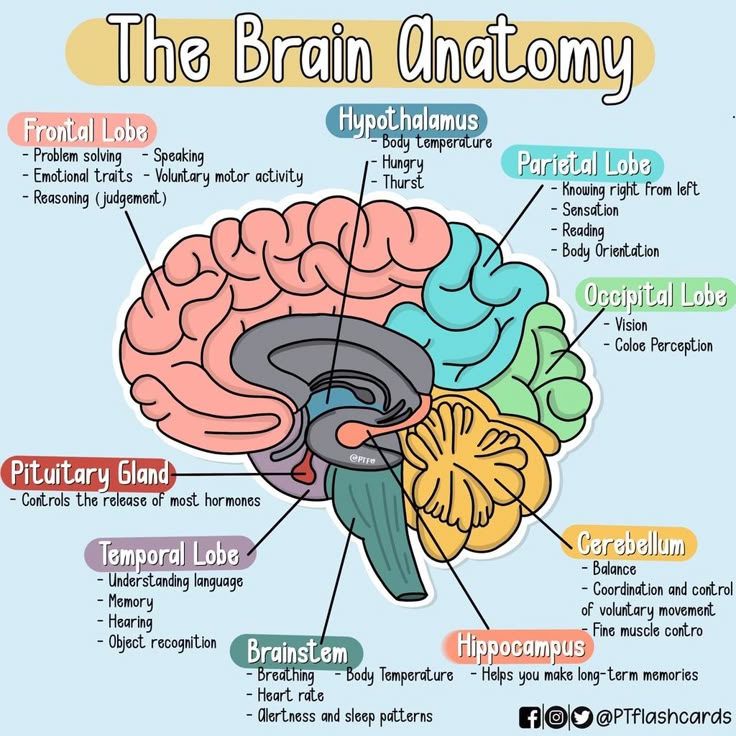 brain anatomy diagram | quizlet.com