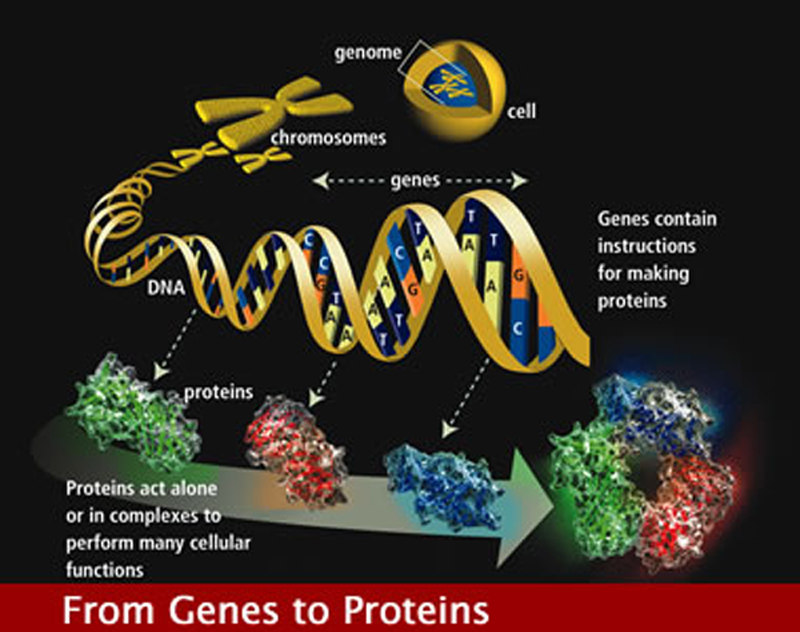 From genes to proteins | ornl.gov